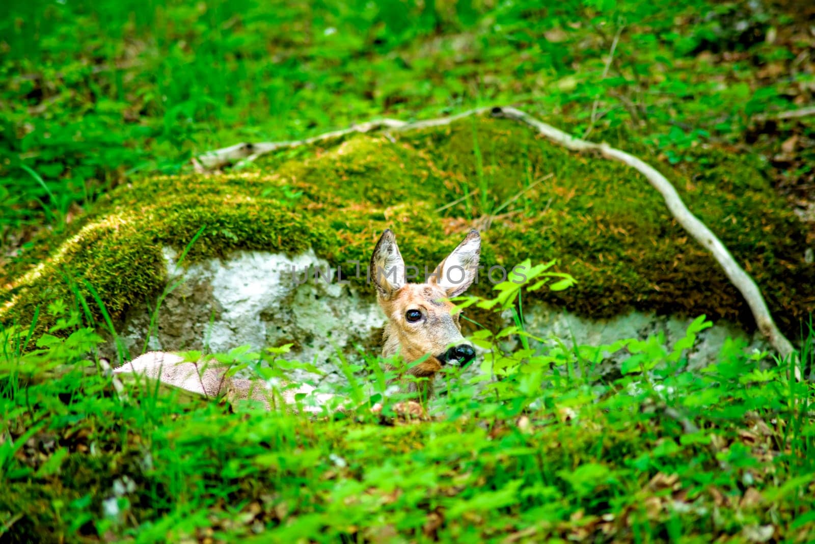 Roe deer