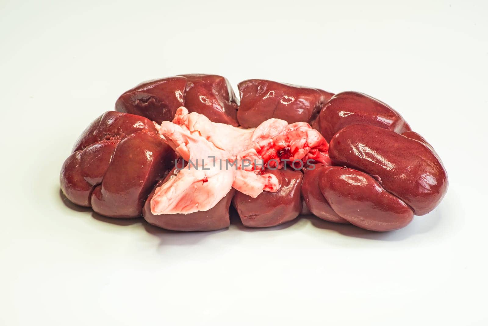 Bevine kidney