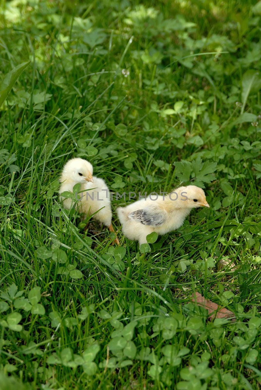 Chicks 04