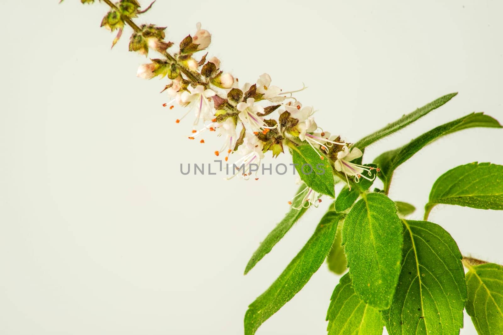 Holy basil,Ocimum sanctum