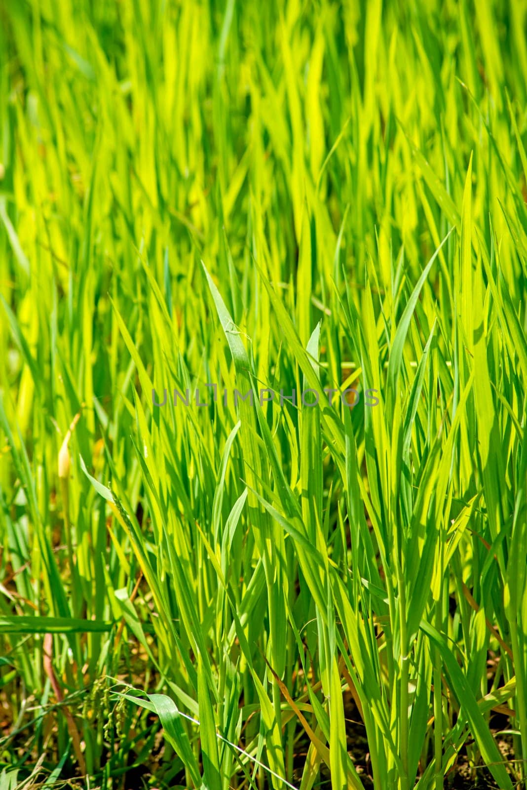 Energy crop Szarvasi-1 Grass