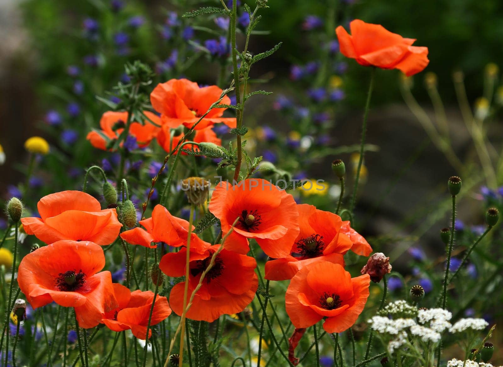 Flower meadow
