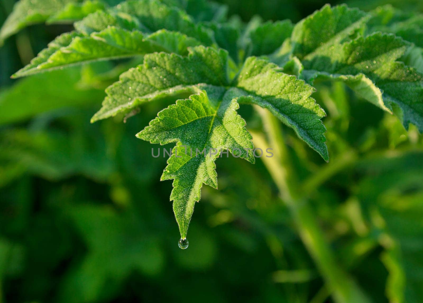 A green leaf shot in early morning light, with a water droplet hanging from the  point of the leaf