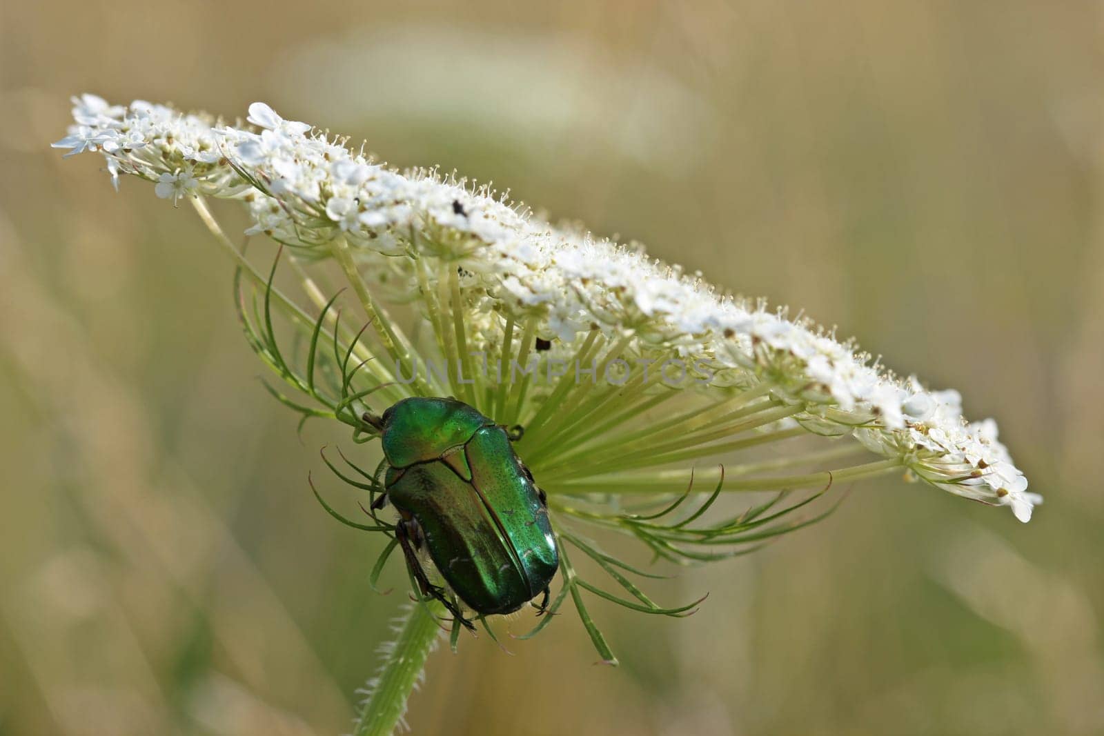 Rose beetle (Cetonia aurata) under the carrot parasol