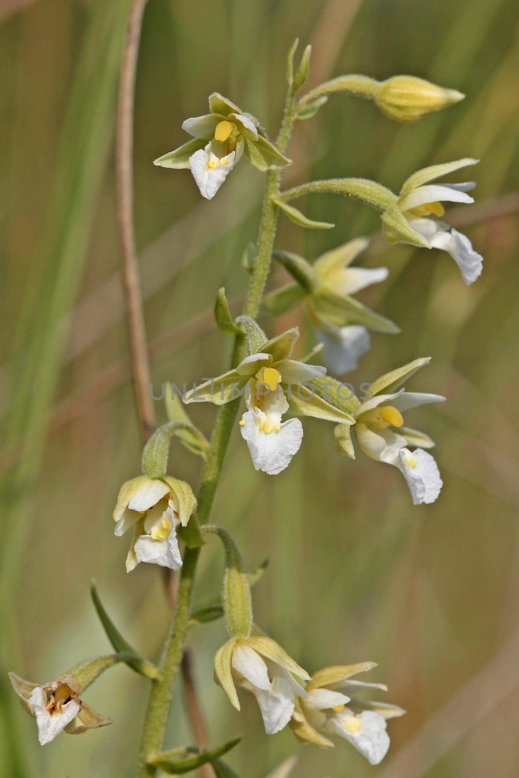 Albino marsh orchid (Epipactis palustris)
