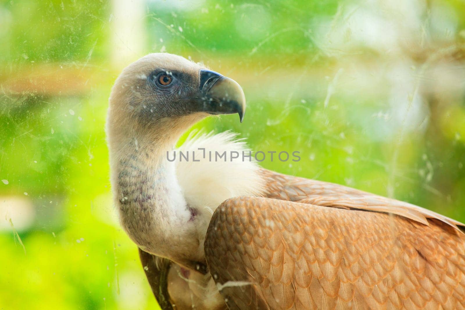 View of Griffon Vulture in the