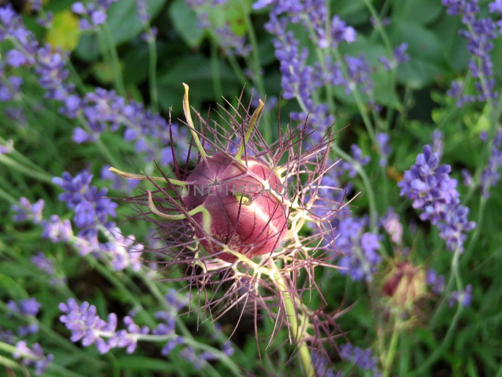 Capsule fruit of a spinster in the green - Nigella damaszena
