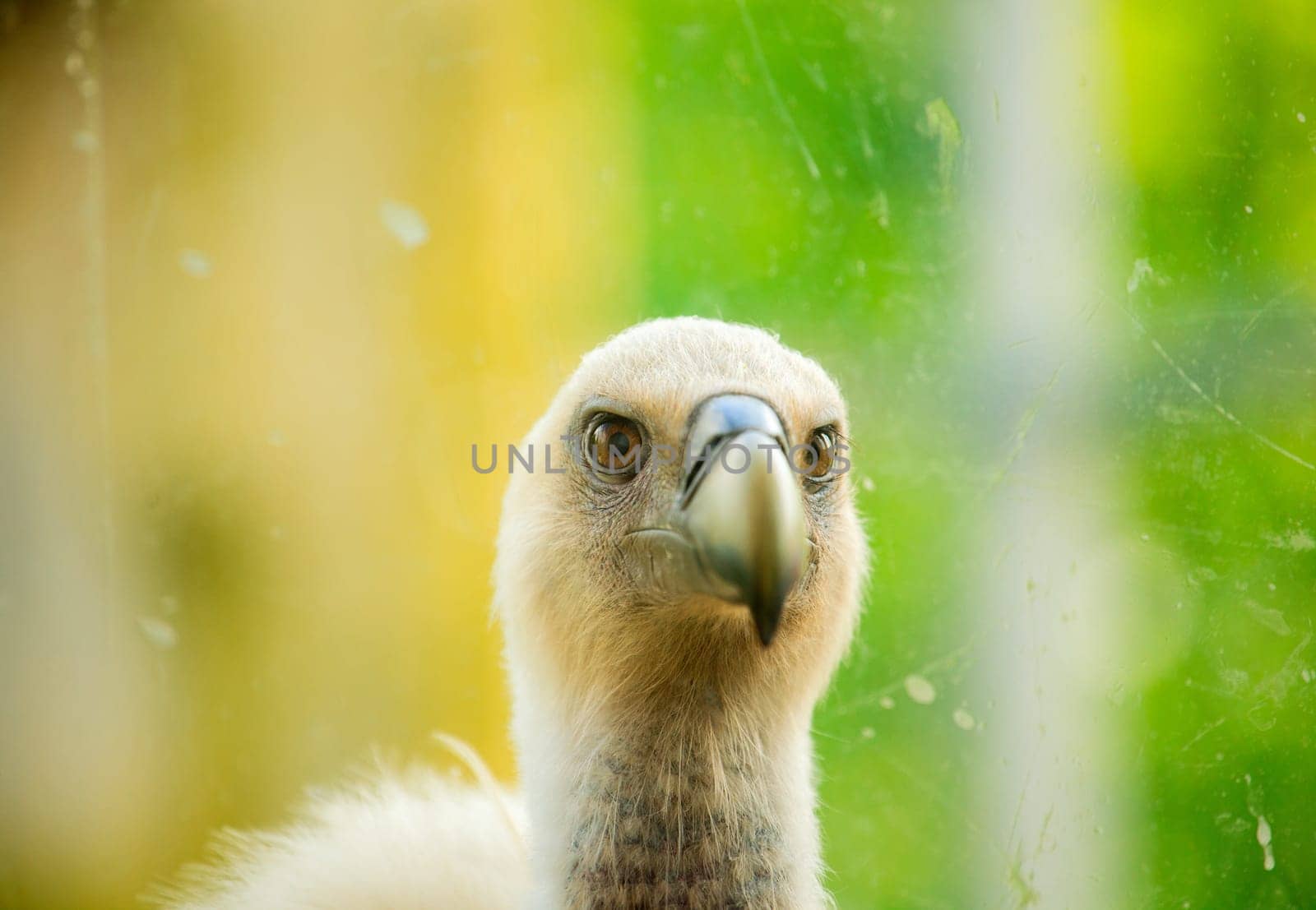View of Griffon Vulture in the
