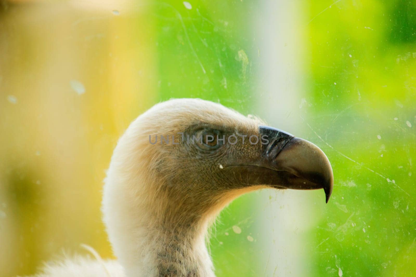 View of Griffon Vulture in the