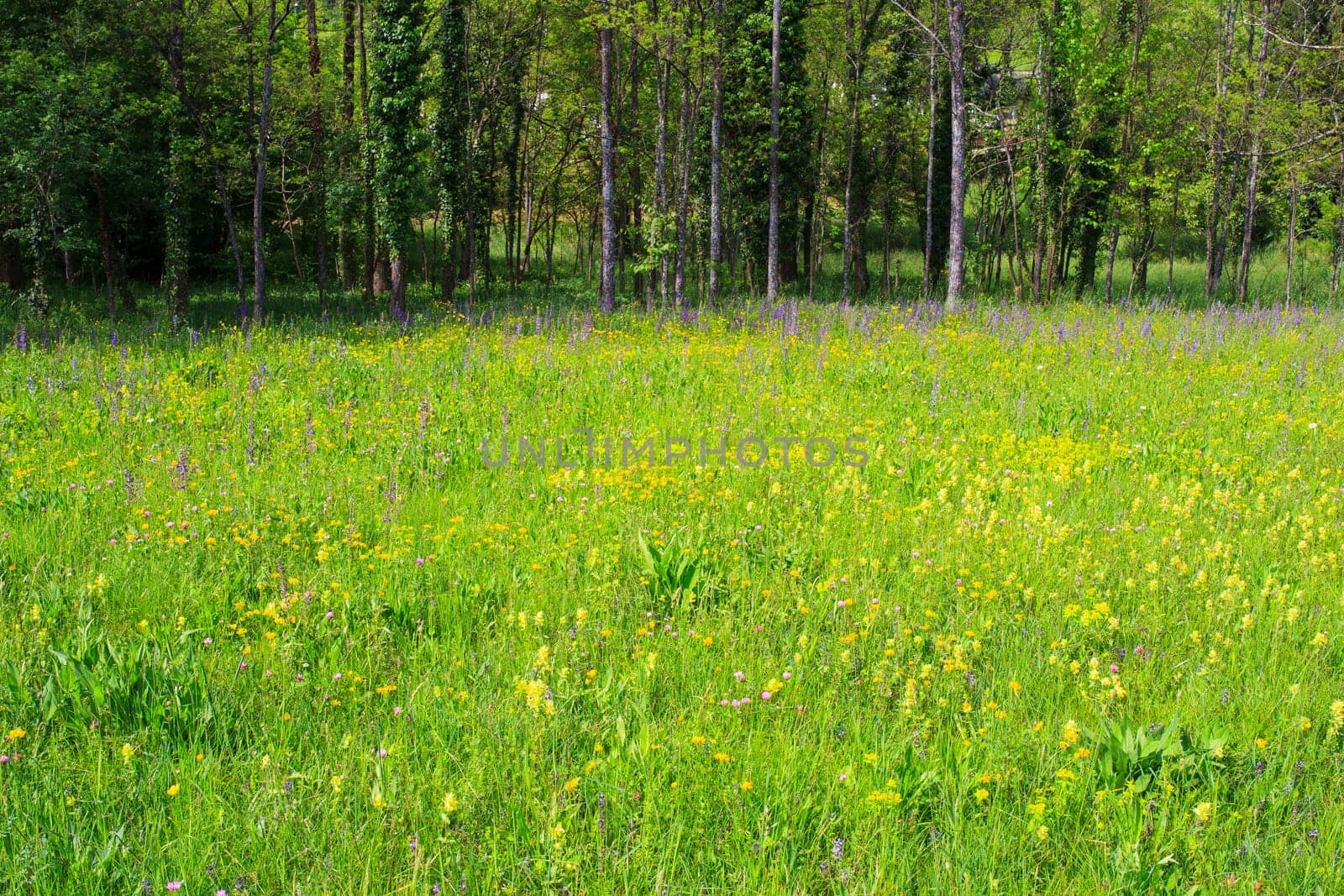 Flower in the grass in the nature reserve near Cornino lake