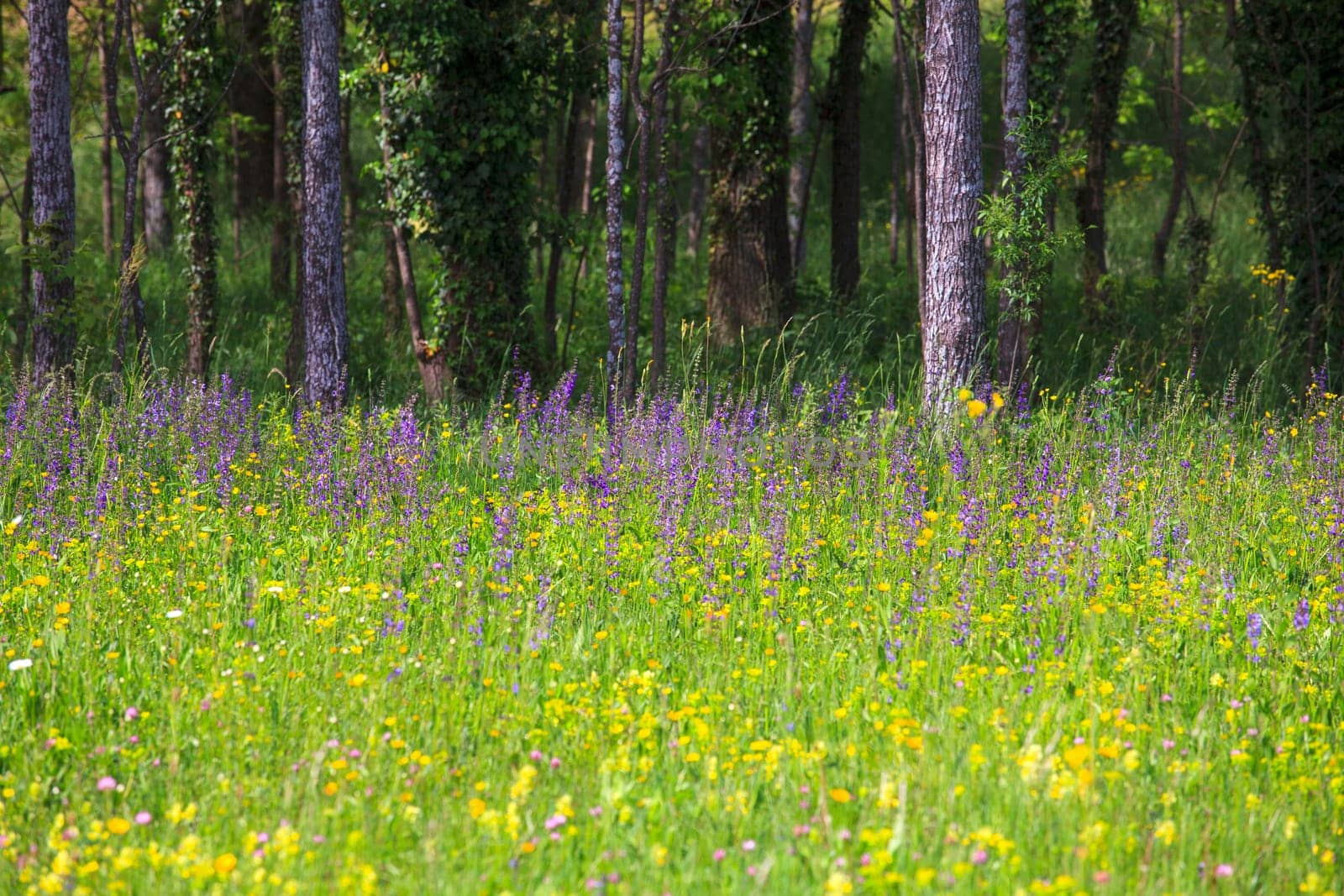 Flower in the grass in the nature reserve near Cornino lake