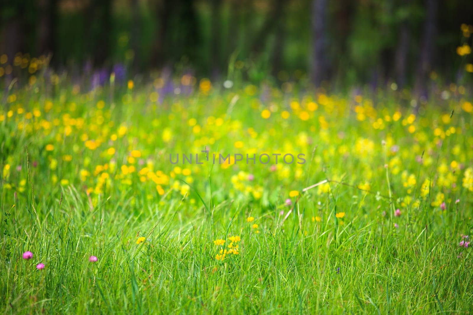 Flower in the grass in the nature reserve near Cornino lake
