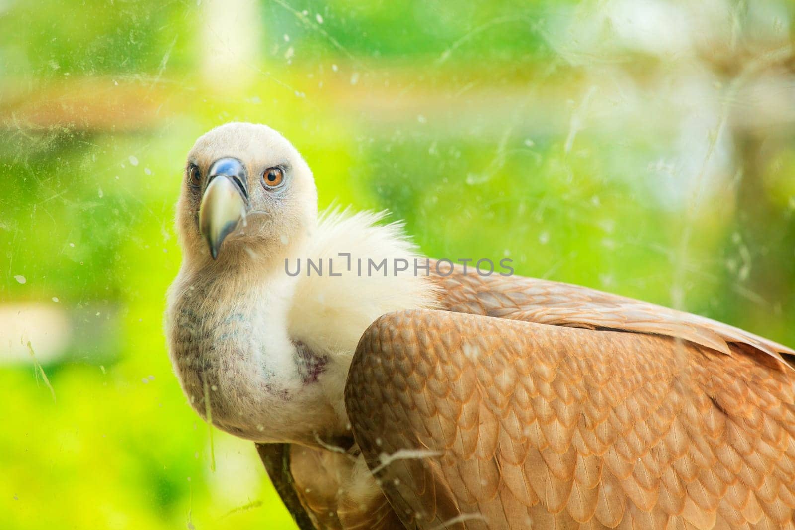 View of Griffon Vulture in the