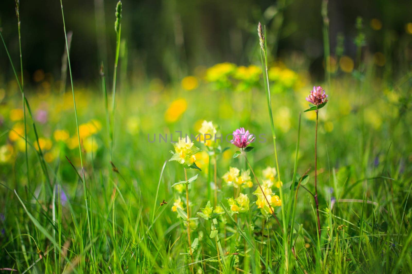 Flower in the grass in the nature reserve near Cornino lake