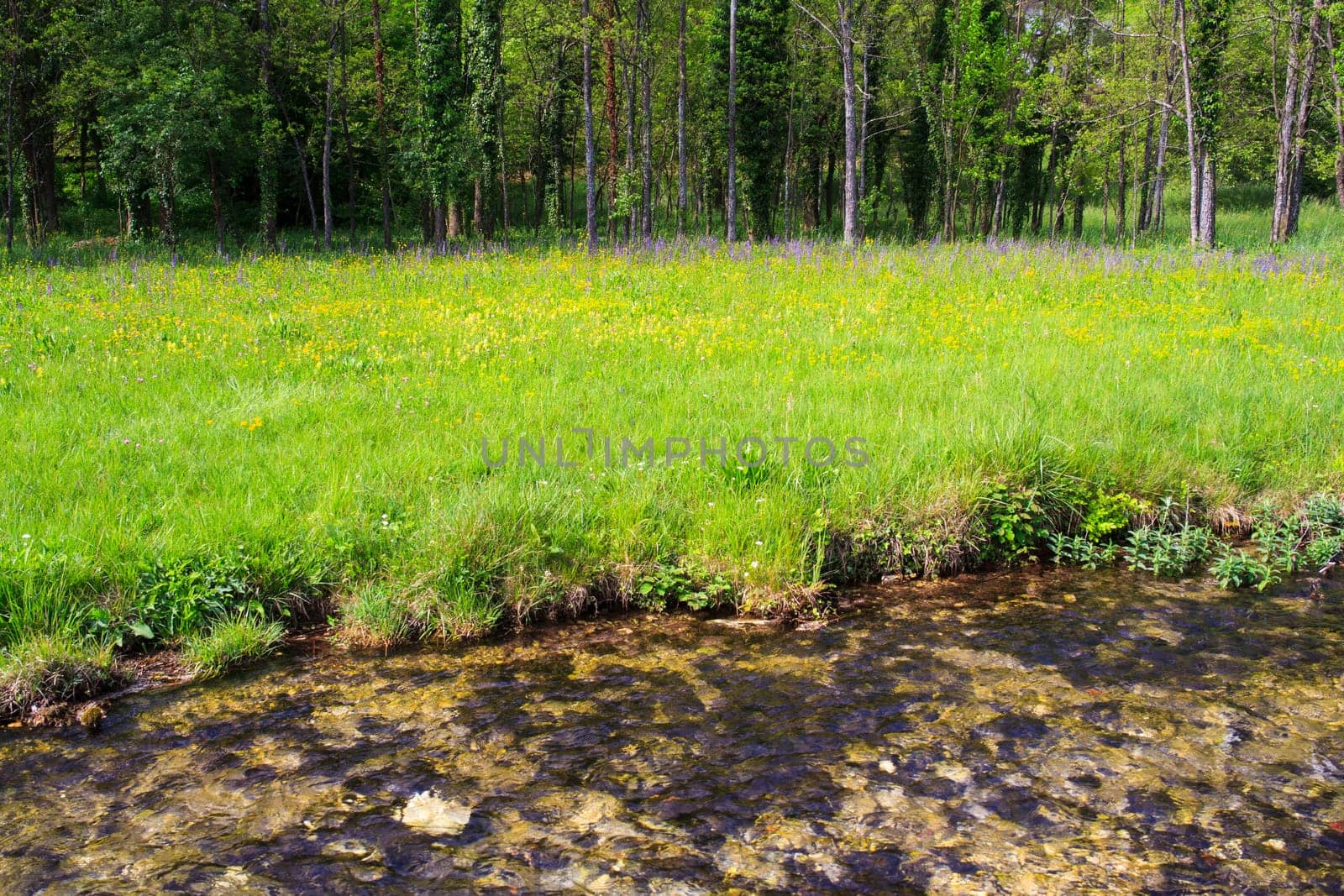 River in the nature reserve of Cornino lake, Italy