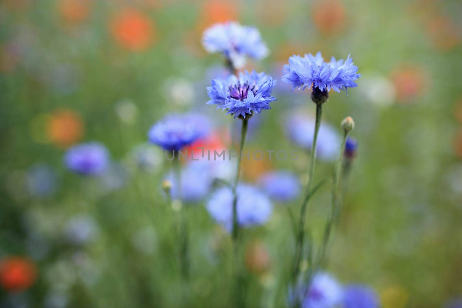 Details of beautiful cornflowers in nature.