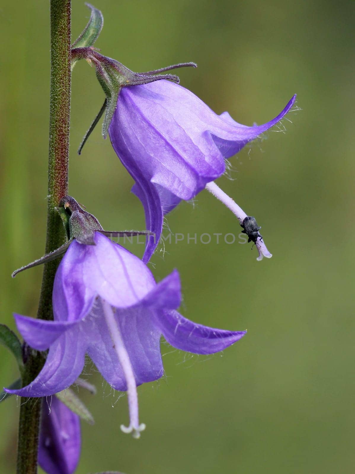 A weevil (Miarus spec.) on a field bellflower (Campanula rapunculoides)