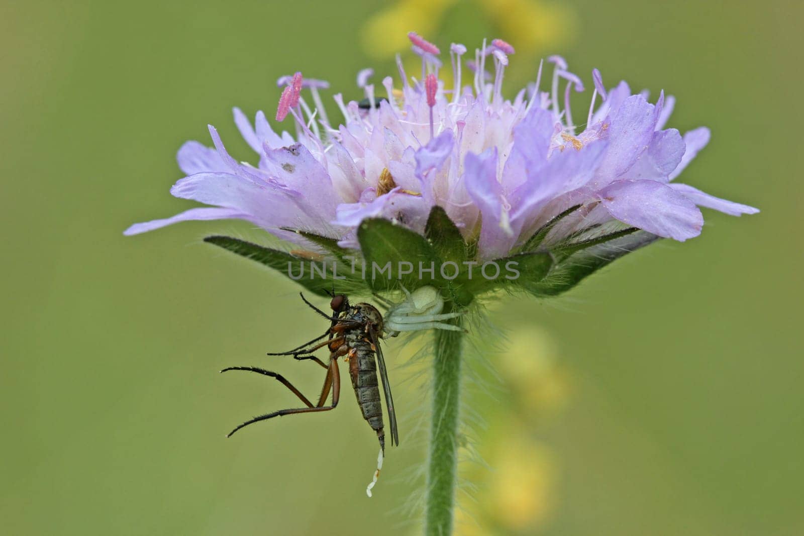 Crab spider (Misumena vatia) eats dancing fly (Empis spec.)