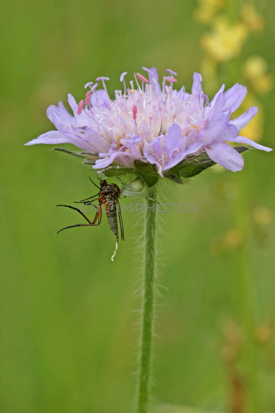 Crab spider (Misumena vatia) eats dancing fly (Empis spec.)