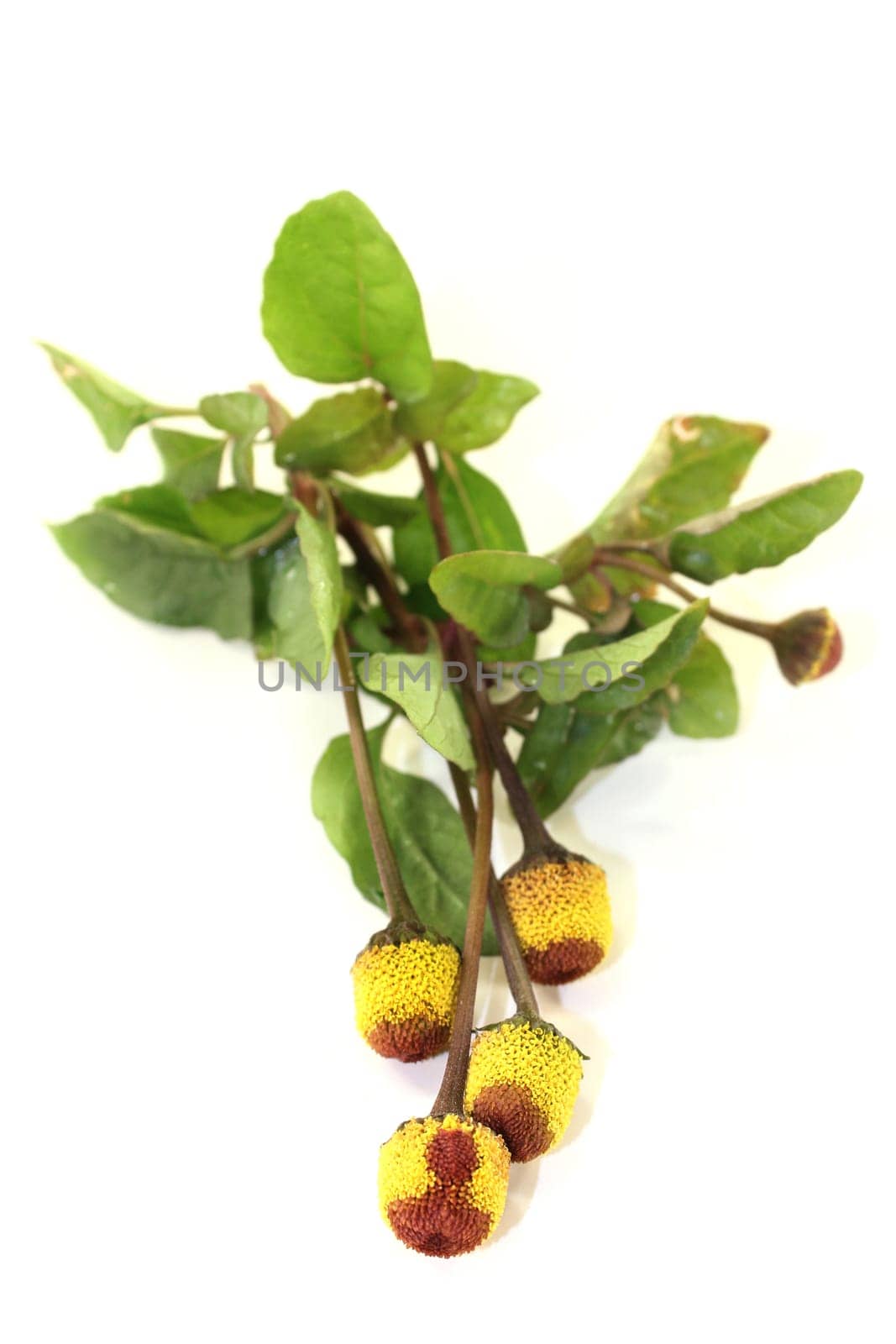 some paracress flowers against a white background