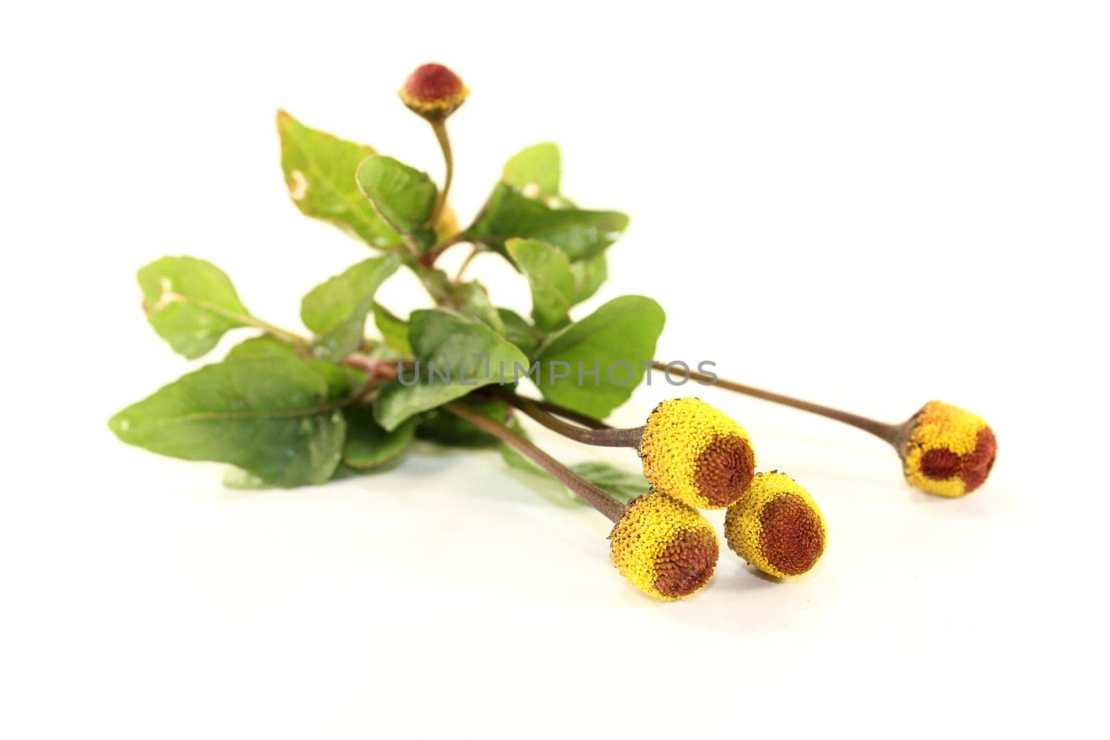 some paracress flowers against a white background