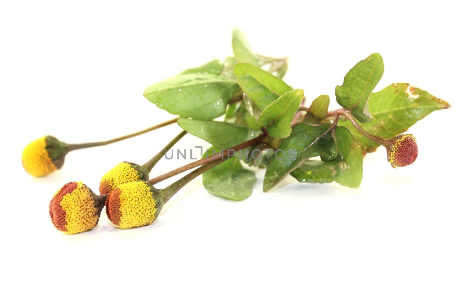 some paracress flowers against a white background
