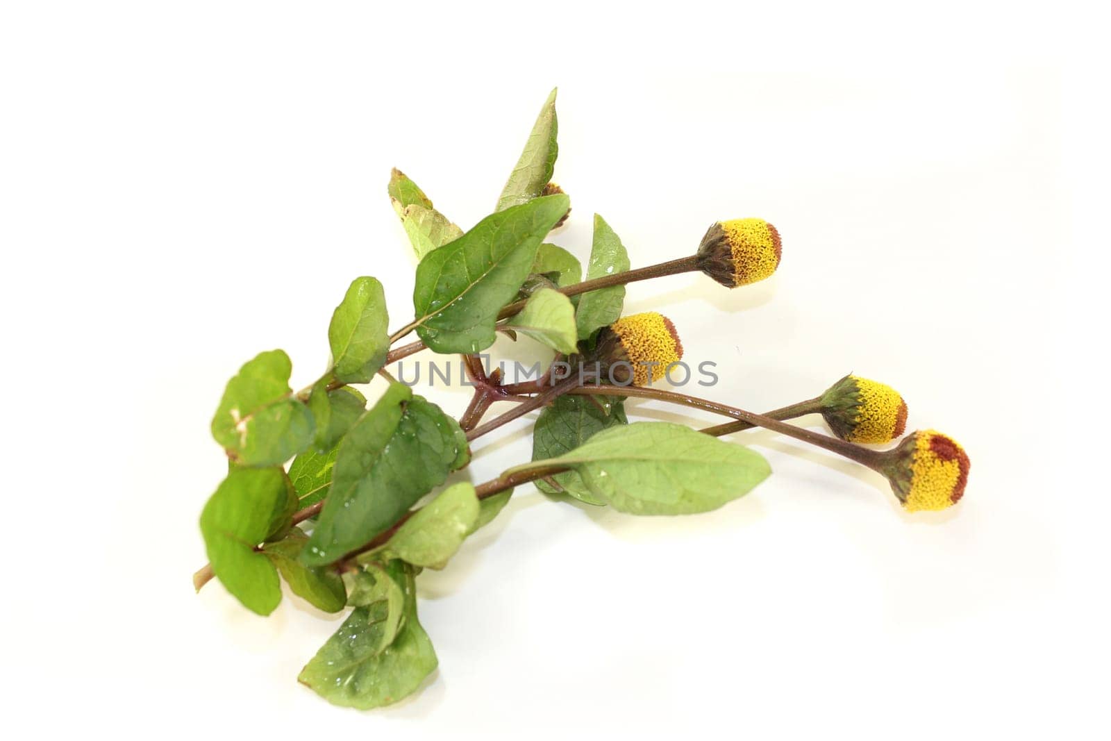 some paracress flowers against a white background