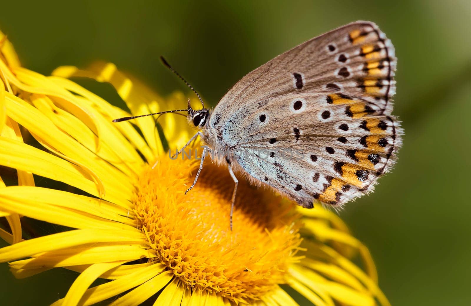 Crown Vetches Blue female