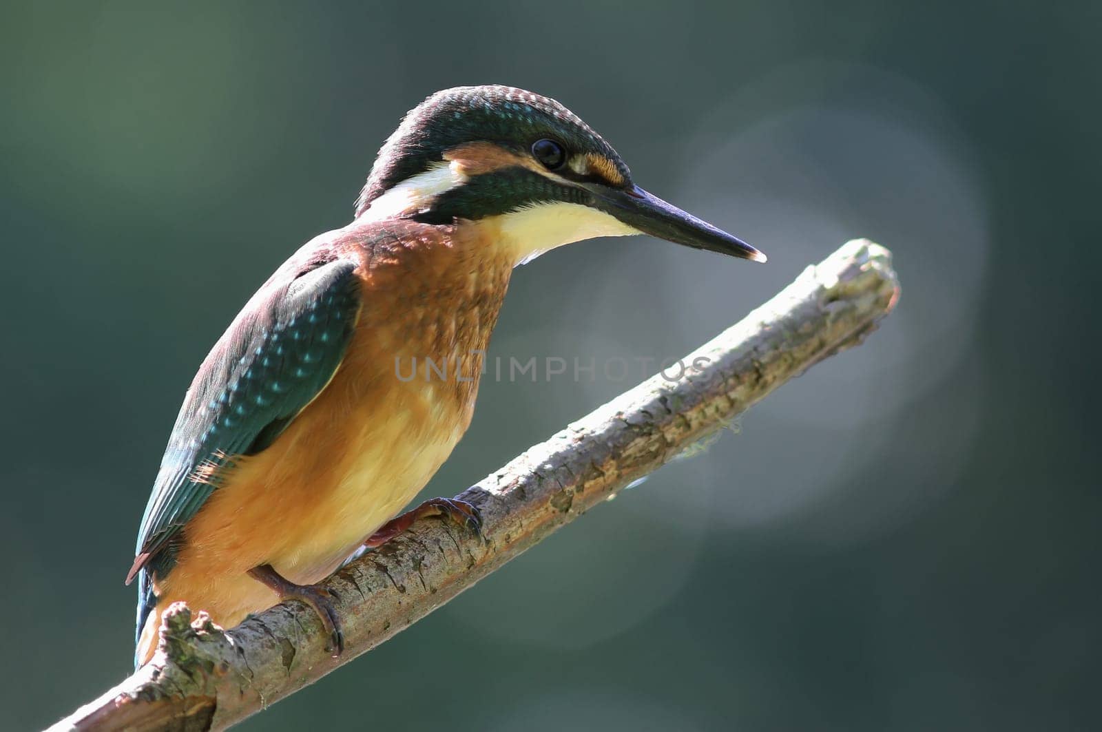Kingfisher