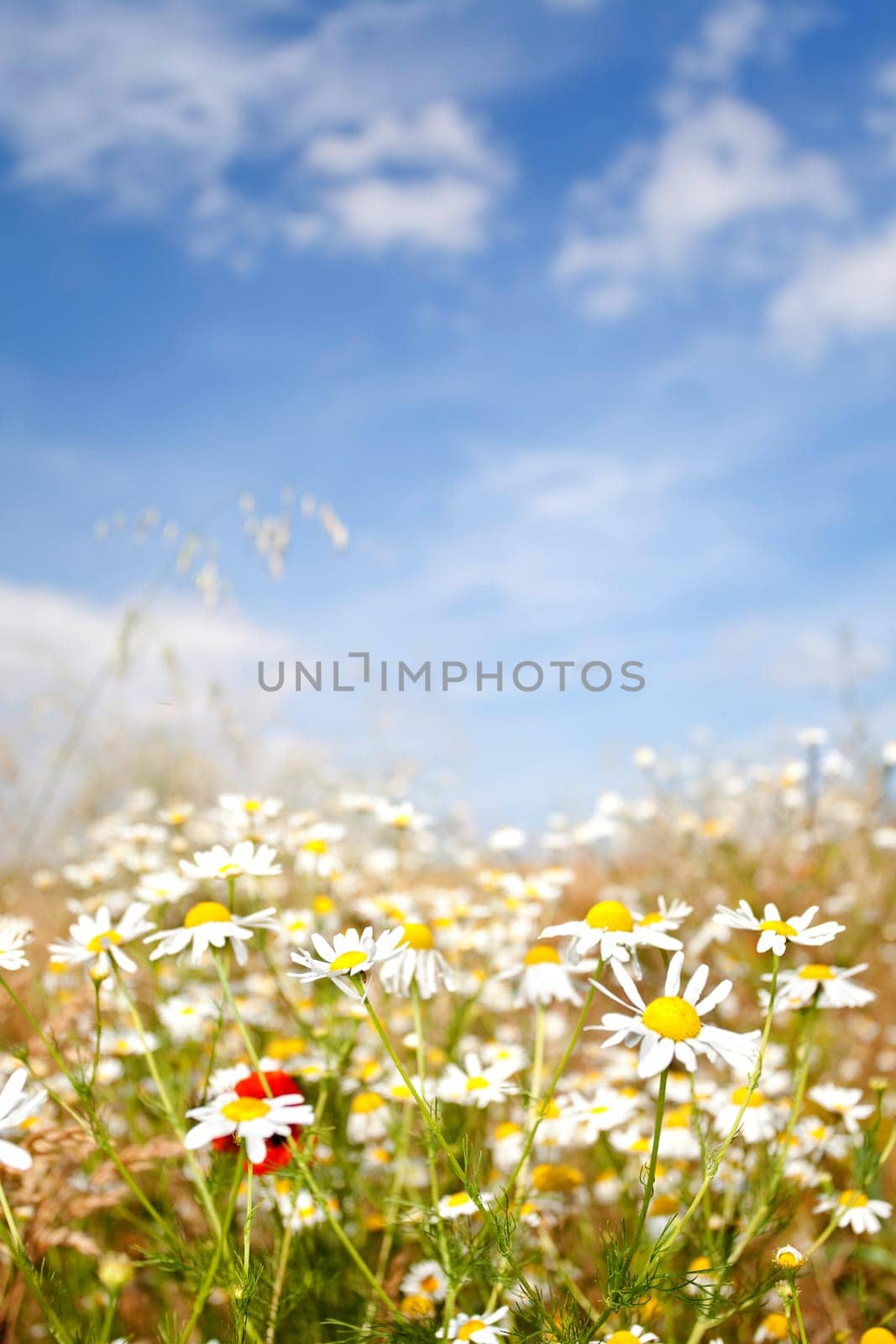 colourful summer meadow
