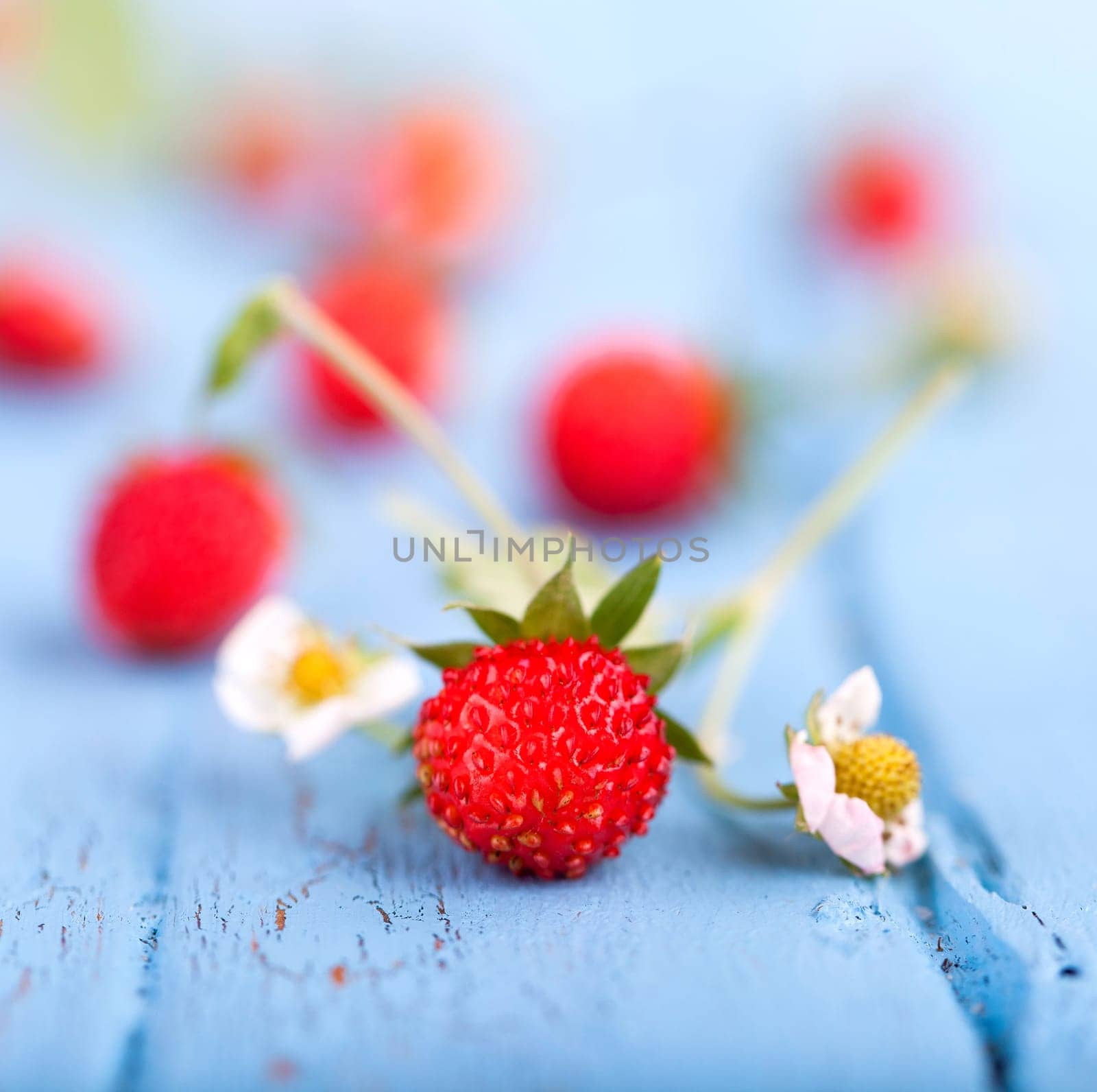Wild strawberries