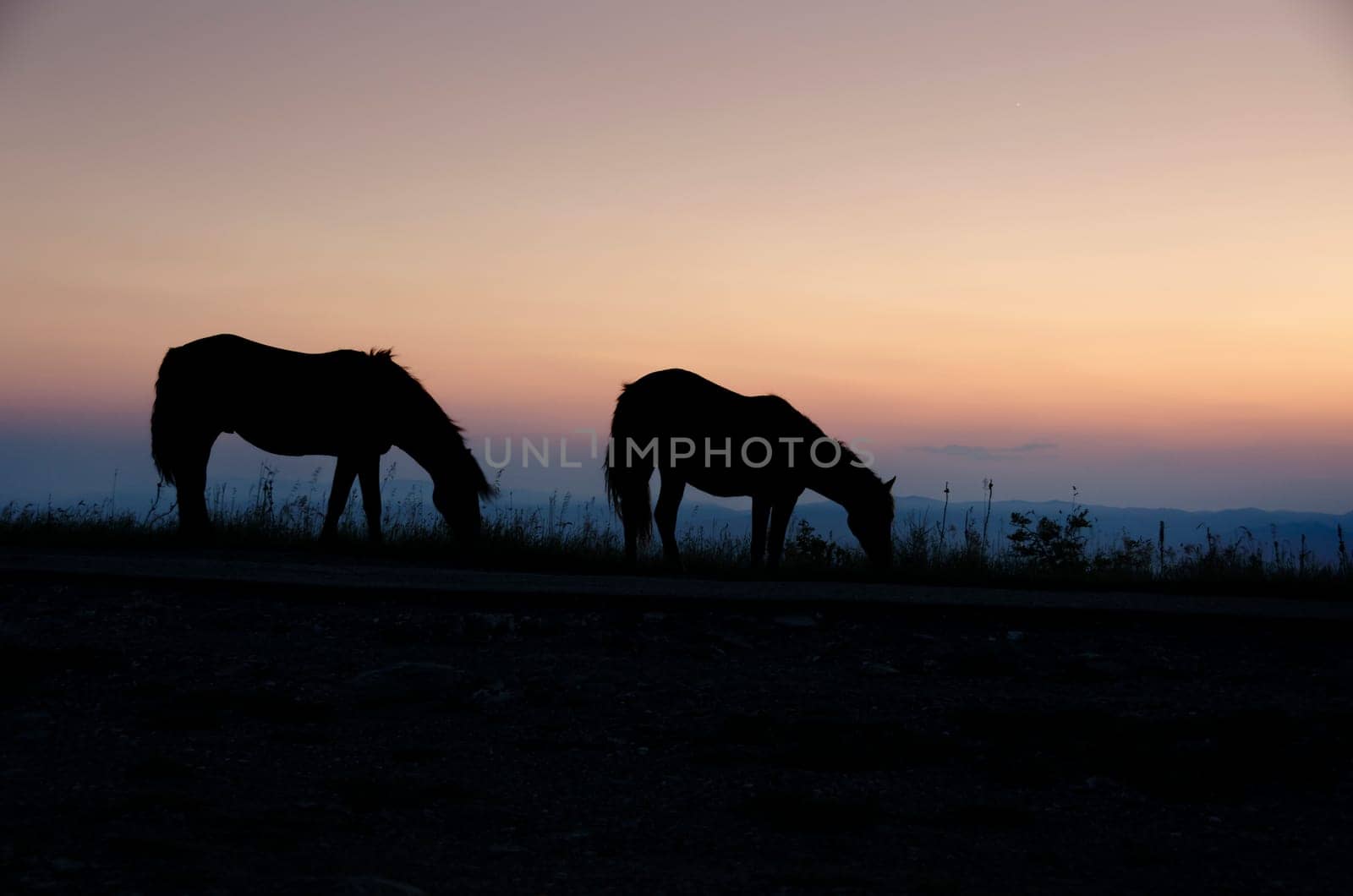 Horses graze at sunset in Italy
