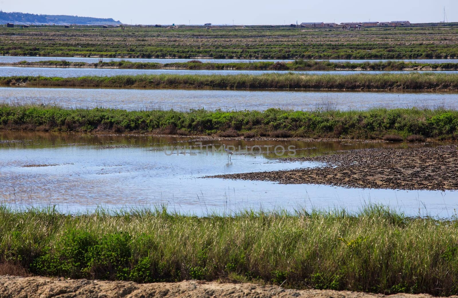 View of heron in the Salt evaporation ponds in Secovlje, Slovenia