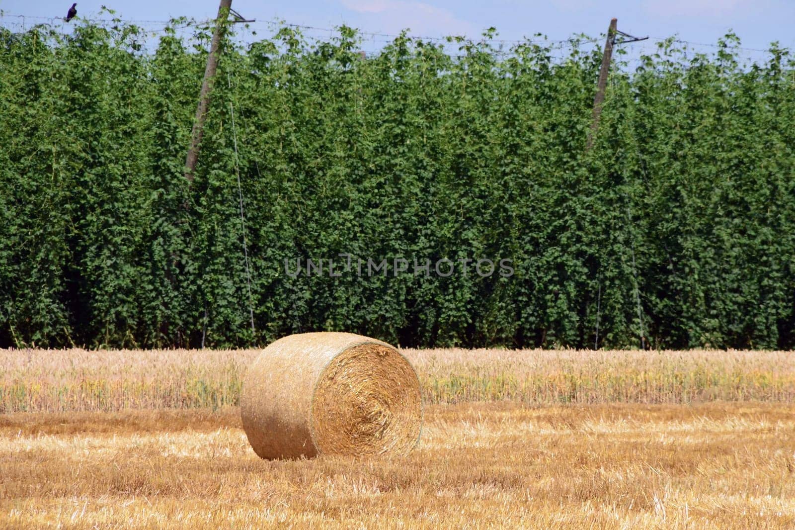 Harvest time