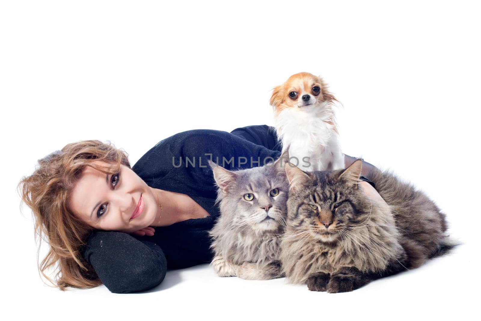 portrait of a purebred maine coon cats , chihuahua and woman on a white background