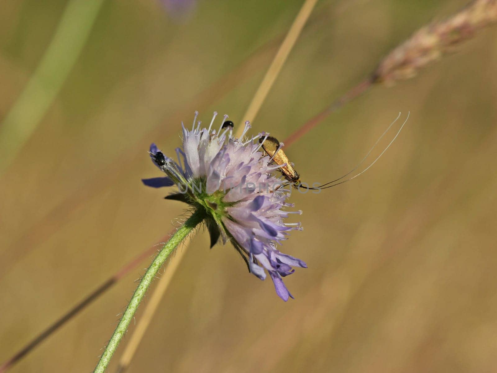 Longhorn moth (Nemophora metallica) on widow's flower