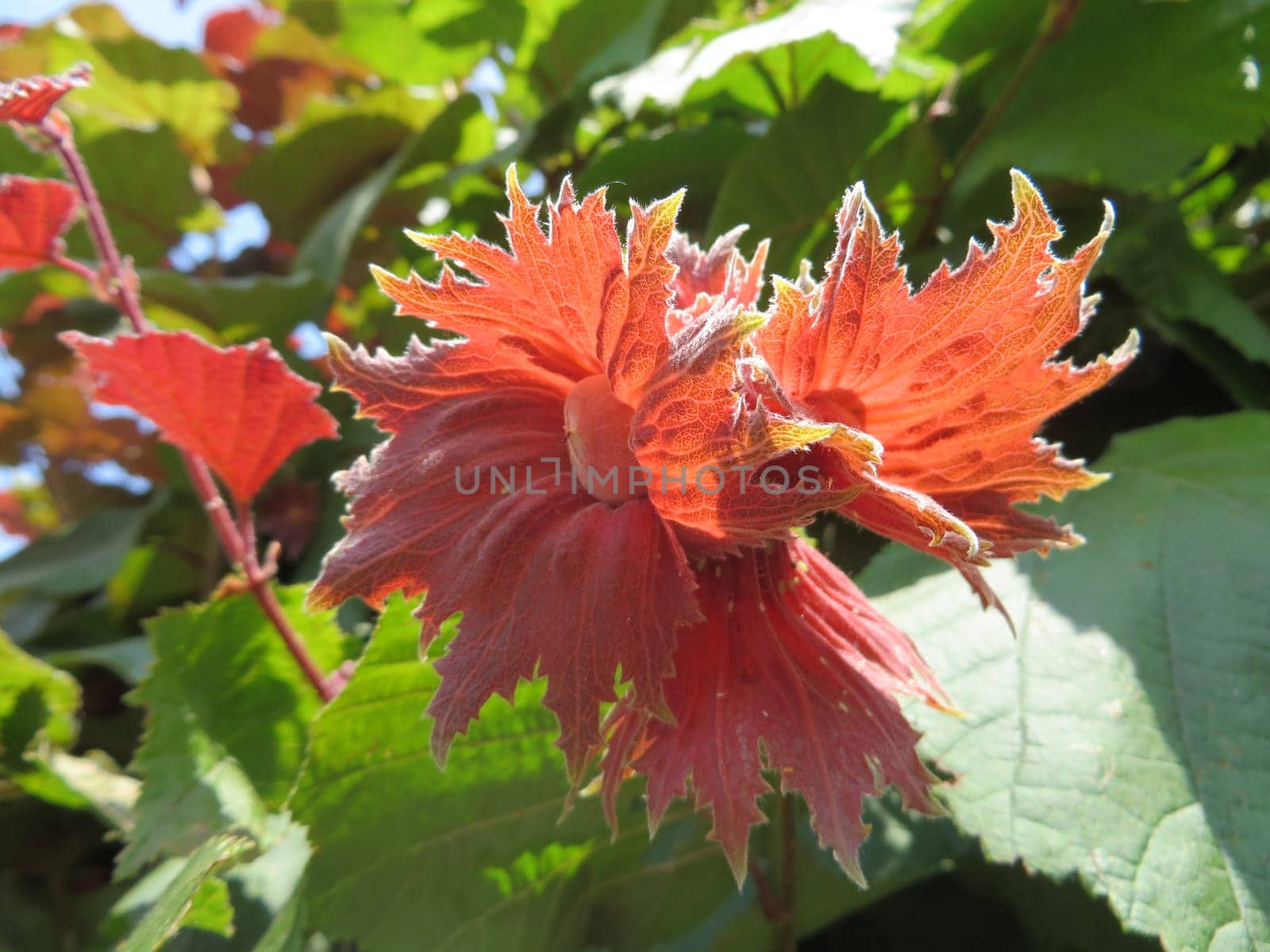 Hazelnut - Corylus maxima - Purpurea -