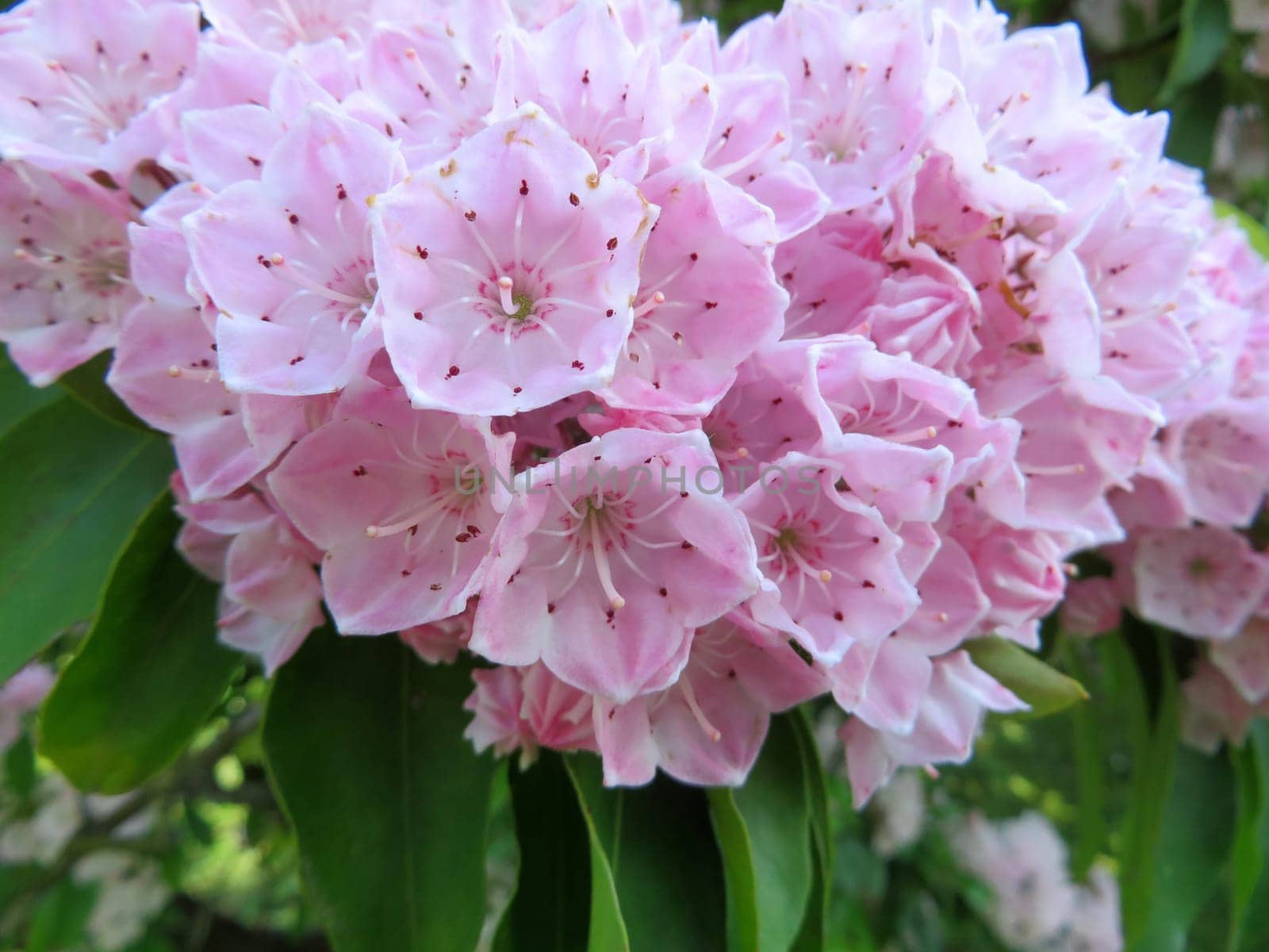 Bay rose - Kalmia latifolia