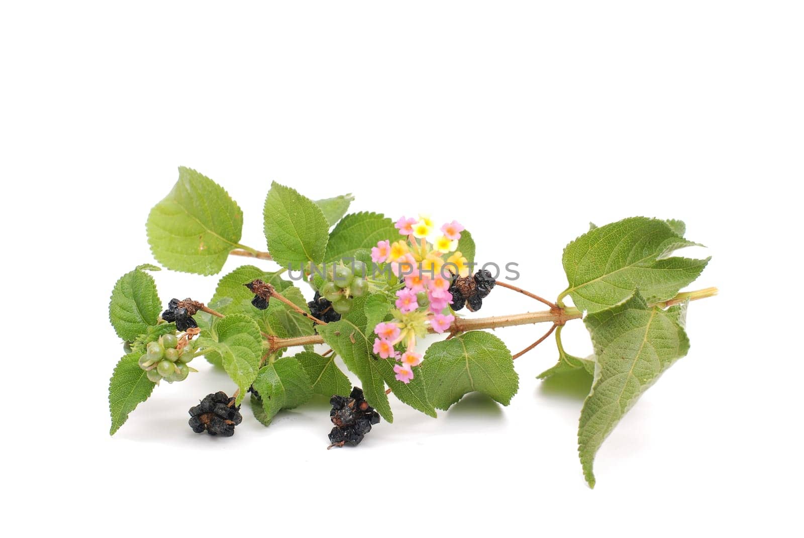 Blackberries