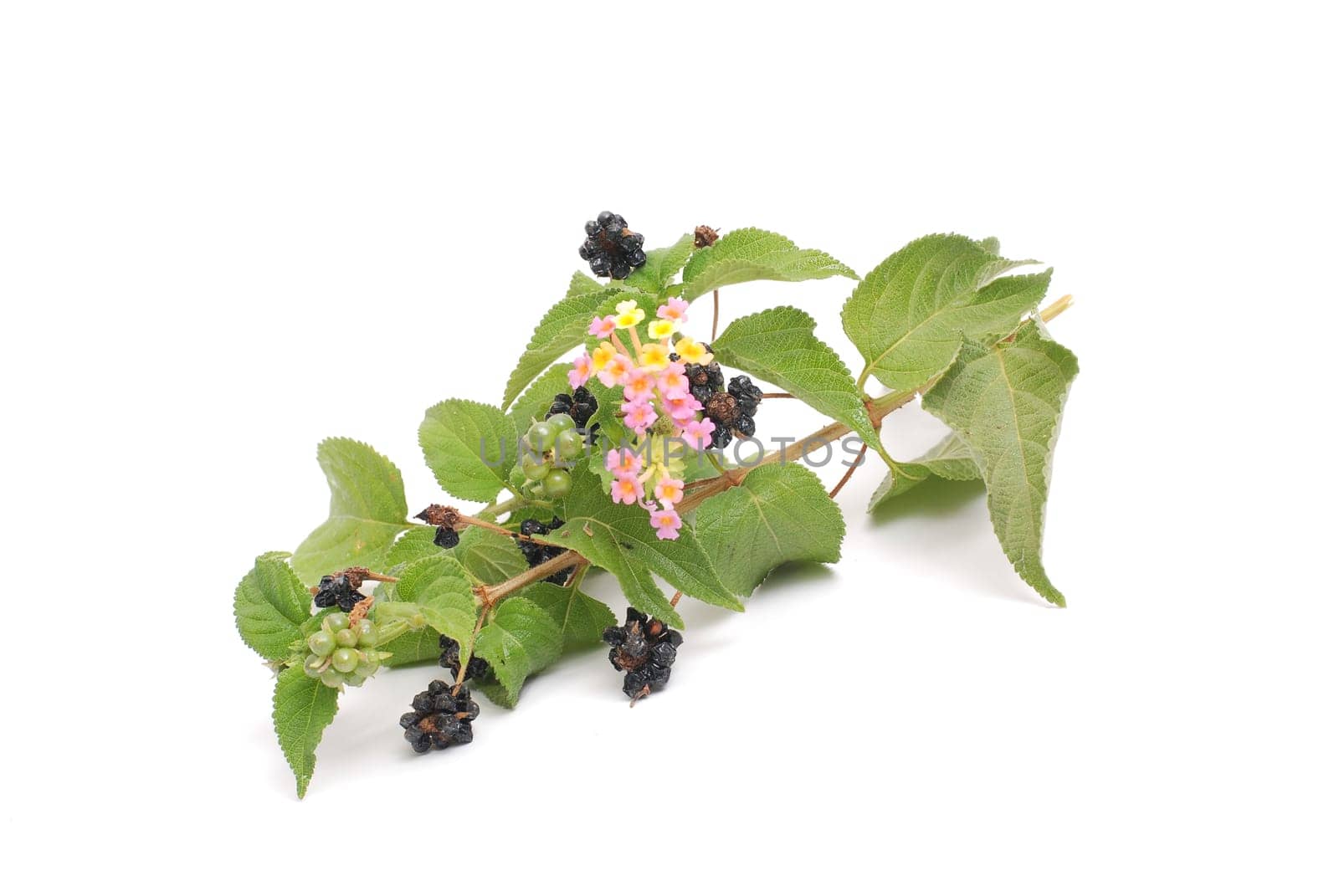 Blackberries