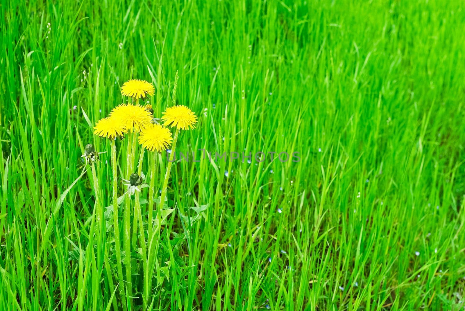 Dandelion in a meadow