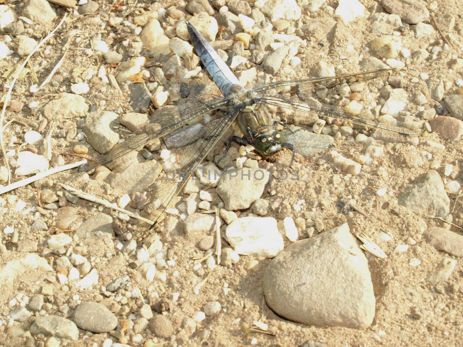Flat-bellied dragonfly