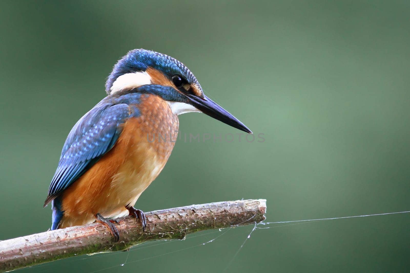 Kingfisher 2013 - The kingfisher (Alcedo atthis)