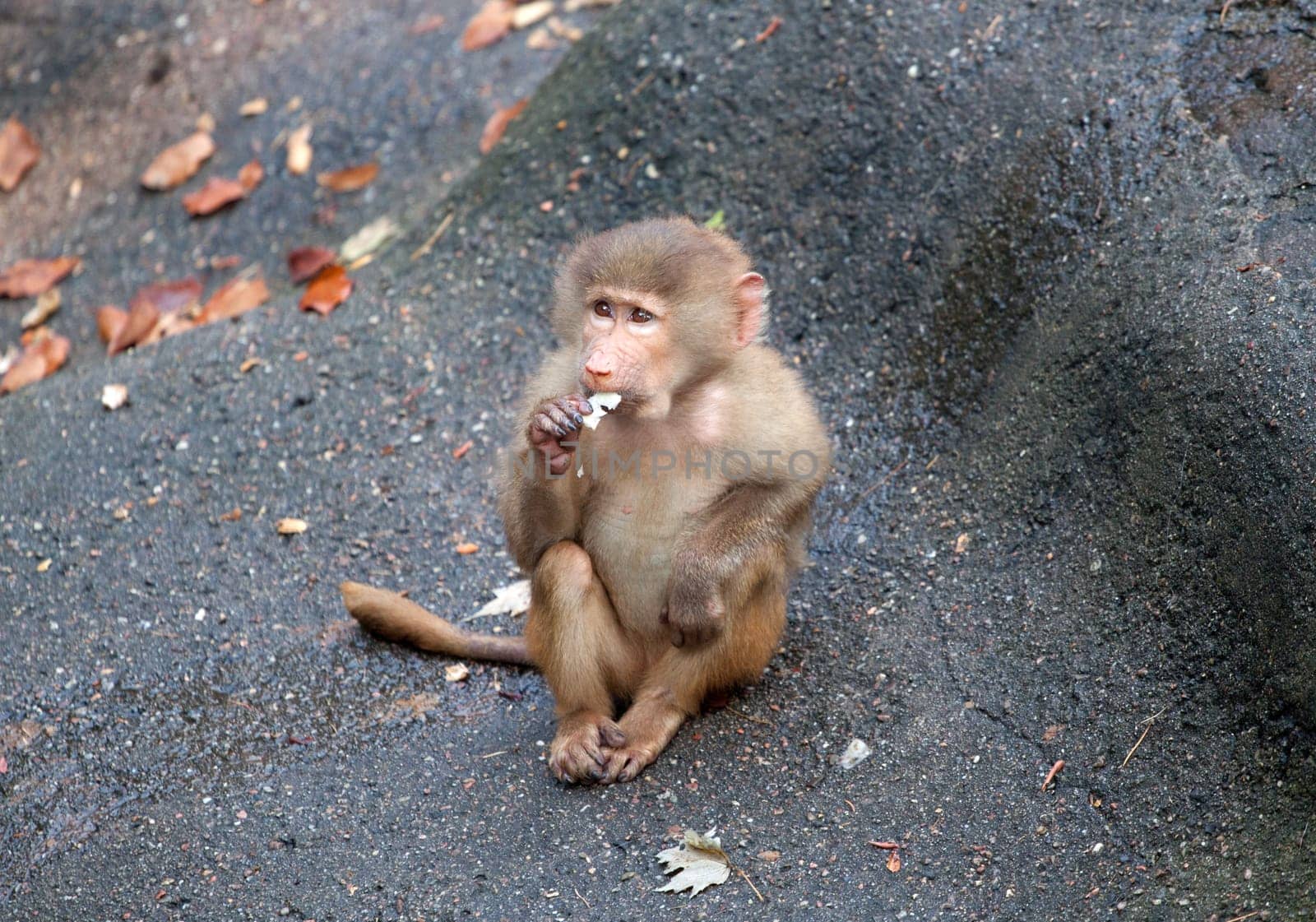 Baboon
