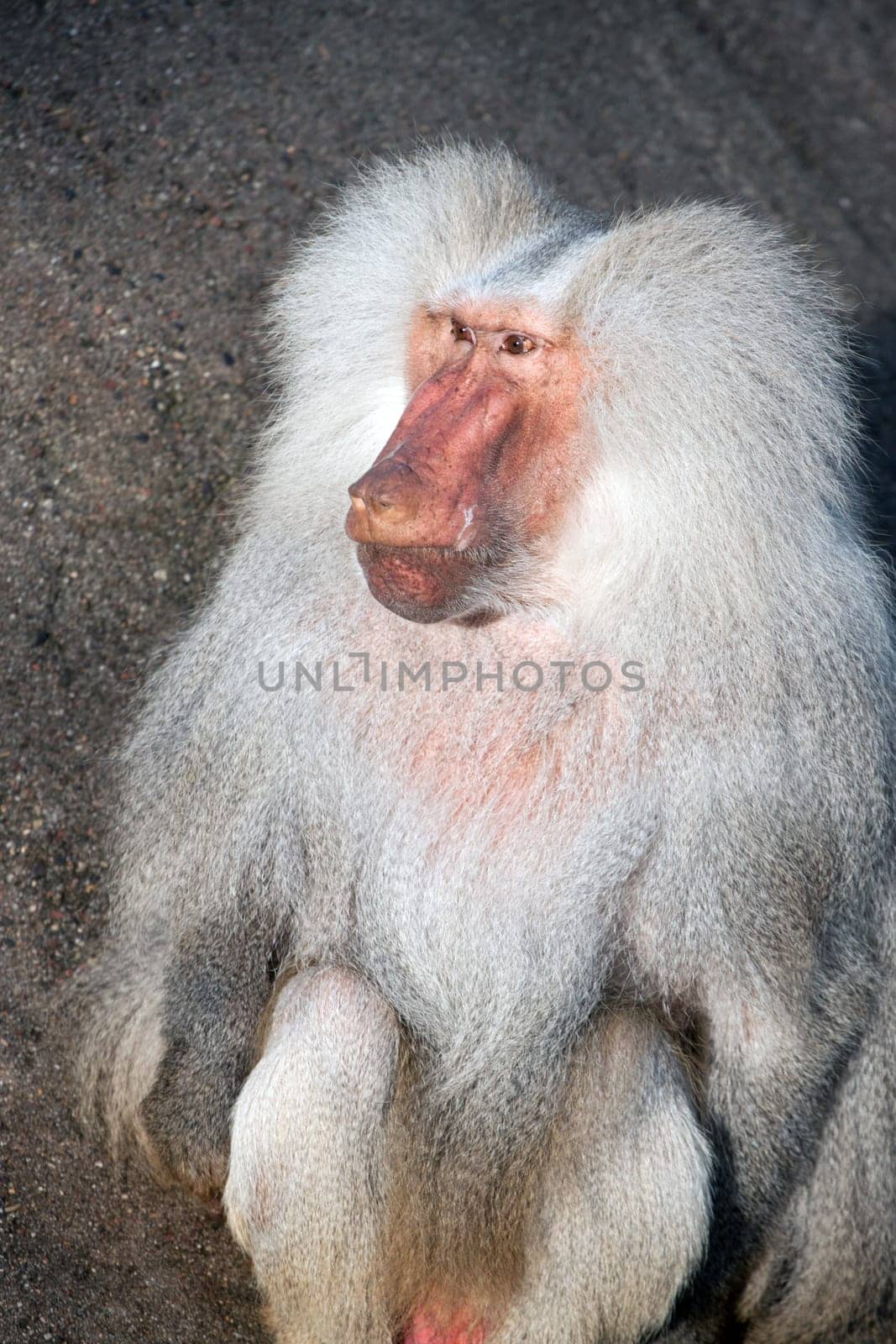 Baboon