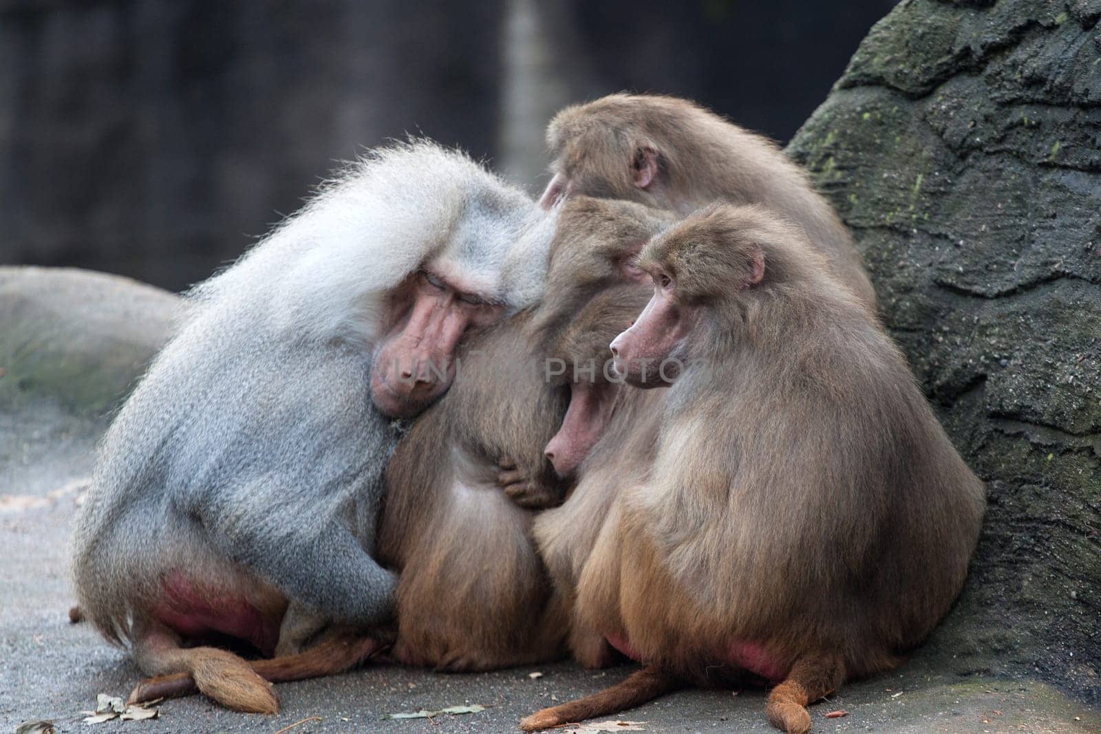 Baboons
