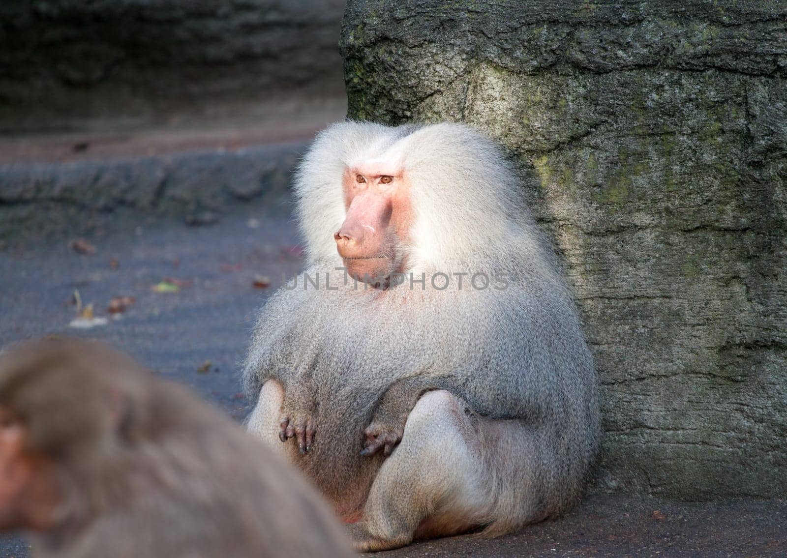 Baboon