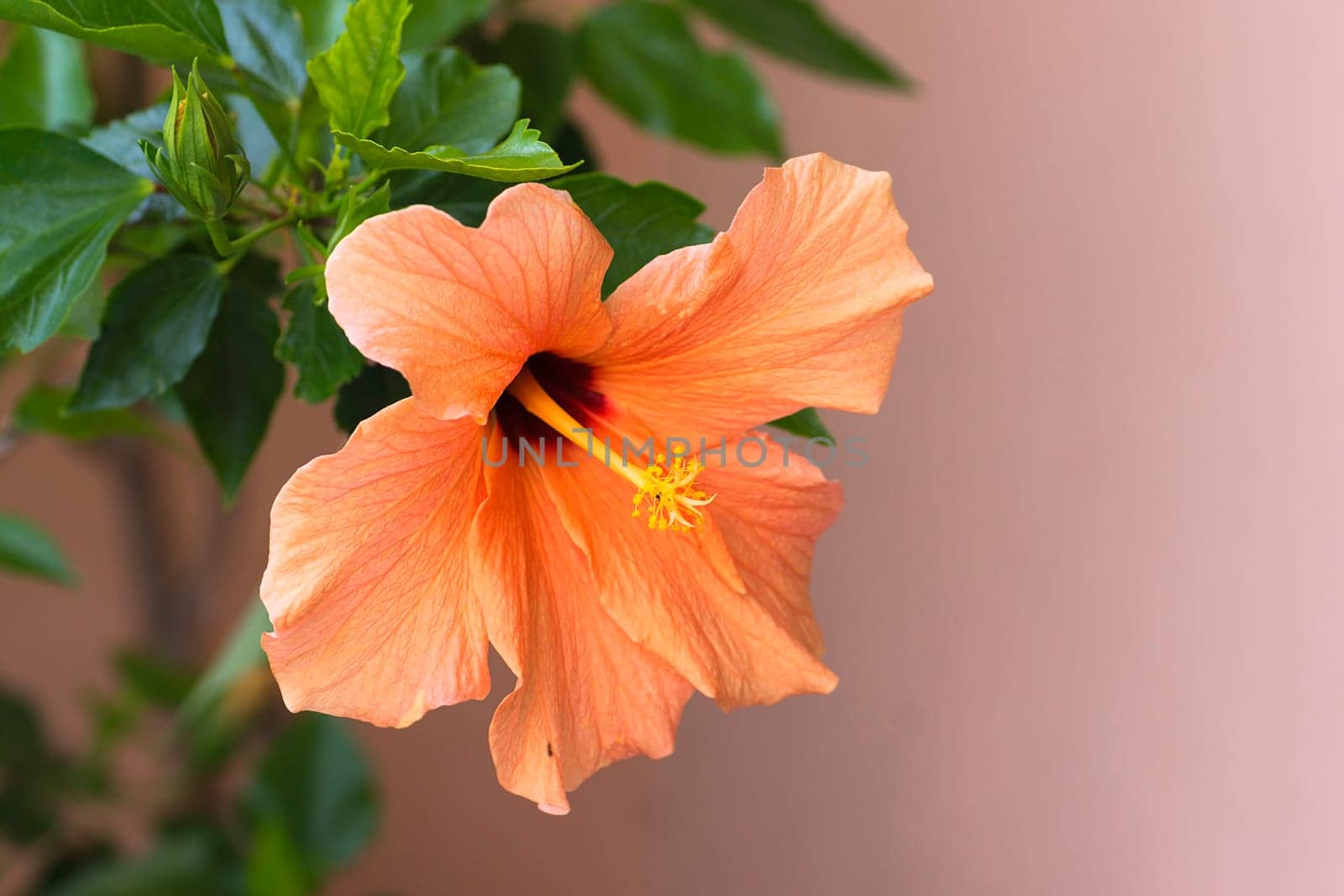 Hibiscus pink