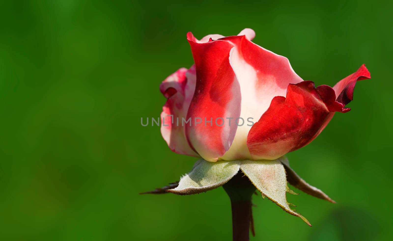 Rose red white
