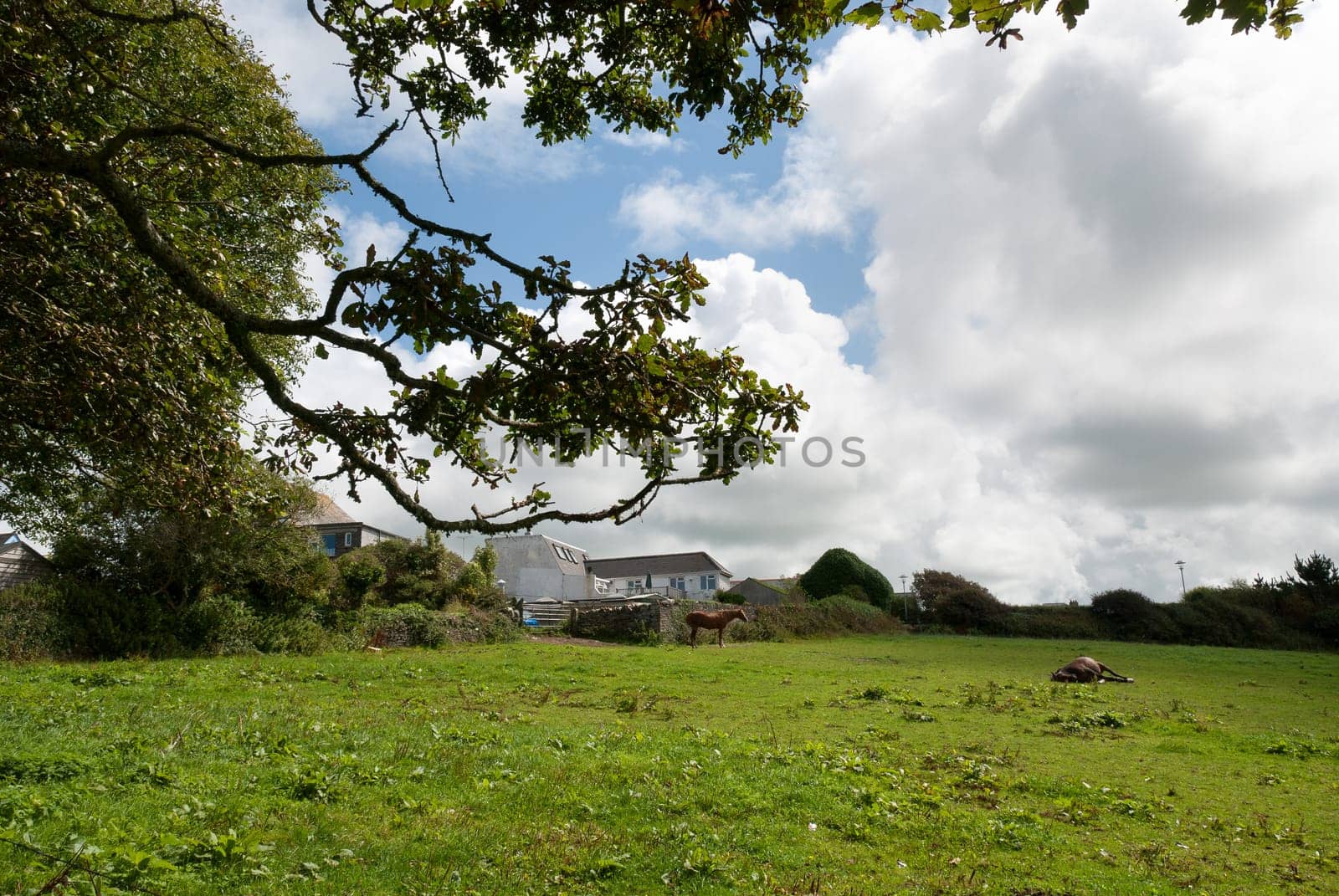 horses on the meadow at Tintagel in Cornwall